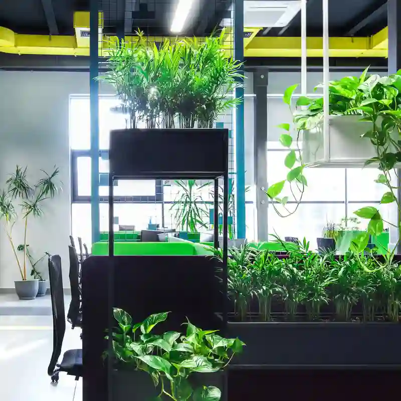 Biophilic Design Elements